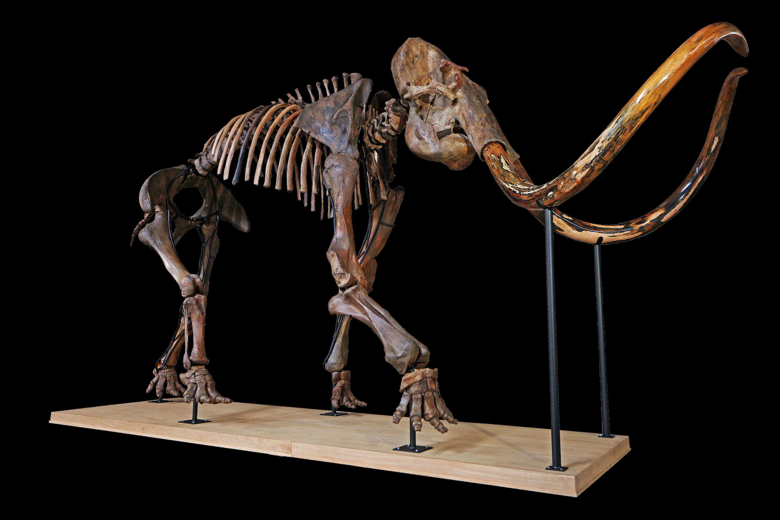 Largest Mammoth Skeleton on Auction with Aguttes at 16th December 2017